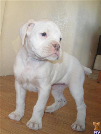 AKC Female #2 Snow White 